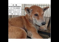 雲林縣流浪動物收容所,編號:469099, 混種犬          