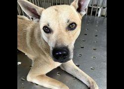 新北市新店區公立動物之家,編號:469385, 混種犬          