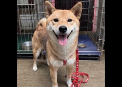 新北市新店區公立動物之家,編號:469386, 柴犬                  