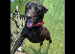 臺南市動物之家灣裡站,編號:468771, 混種犬          