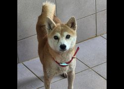 臺南市動物之家灣裡站,編號:466466, 柴犬                  