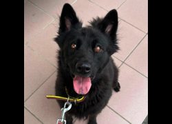 臺南市動物之家灣裡站,編號:452156, 混種犬          