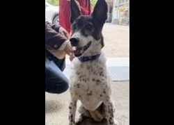 新北市板橋區公立動物之家,編號:452474, 混種犬          