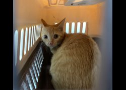 臺北市動物之家,編號:469405, 混種貓                 
