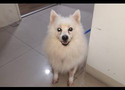 新北市中和區公立動物之家,編號:469442, 日本狐狸犬
