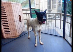 南投縣公立動物收容所,編號:469443, 混種犬          