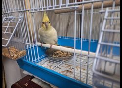 雲林縣流浪動物收容所,編號:469445, 玄鳳鸚鵡