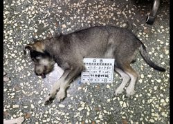 雲林縣流浪動物收容所,編號:469446, 混種犬          