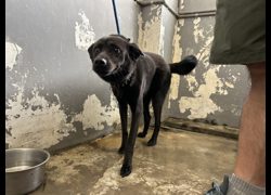 新竹市動物保護教育園區,編號:469456, 混種犬          
