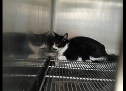 新竹市動物保護教育園區,編號:469462, 混種貓                 