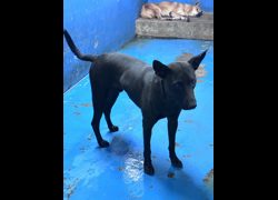 苗栗縣動物保護教育園區,編號:469466, 混種犬          