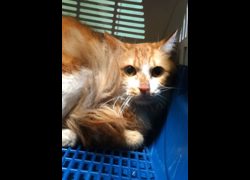 宜蘭縣流浪動物中途之家,編號:469465, 混種貓                 