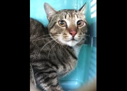 宜蘭縣流浪動物中途之家,編號:469467, 混種貓                 