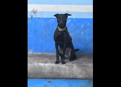 苗栗縣動物保護教育園區,編號:469468, 混種犬          