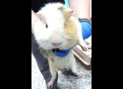 宜蘭縣流浪動物中途之家,編號:469469, 天竺鼠