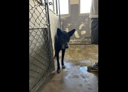 新竹市動物保護教育園區,編號:469463, 混種犬          