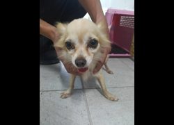 嘉義市動物保護教育園區,編號:469480, 吉娃娃犬