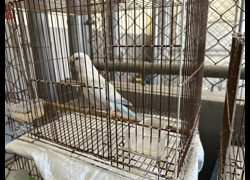 新竹市動物保護教育園區,編號:469492, 未確認