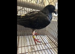 新竹市動物保護教育園區,編號:469504, 未確認