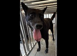 花蓮縣狗貓躍動園區,編號:469530, 混種犬          