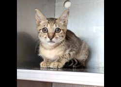 新竹縣動物保護教育園區,編號:469528, 混種貓                 