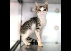 新竹縣動物保護教育園區,編號:469527, 混種貓                 