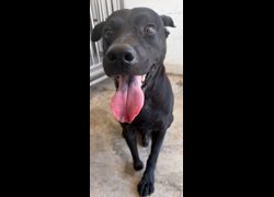 花蓮縣狗貓躍動園區,編號:469536, 混種犬          