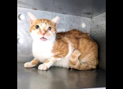 新竹縣動物保護教育園區,編號:469542, 混種貓                 