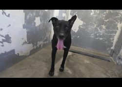 新竹市動物保護教育園區,編號:469543, 混種犬          