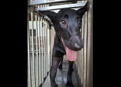 臺南市動物之家善化站,編號:469546, 混種犬          