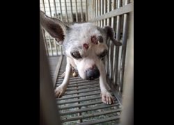 臺南市動物之家善化站,編號:469548, 吉娃娃犬