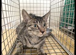臺北市動物之家,編號:469549, 混種貓                 