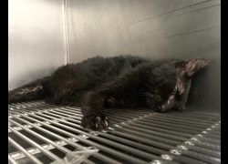 臺北市動物之家,編號:469550, 混種貓                 