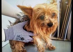 桃園市動物保護教育園區,編號:469564, 約克夏