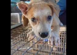臺南市動物之家灣裡站,編號:469604, 混種犬          