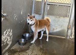 新竹市動物保護教育園區,編號:469636, 柴犬                  