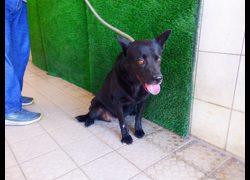 南投縣公立動物收容所,編號:469646, 混種犬          