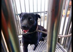 南投縣公立動物收容所,編號:469650, 混種犬          