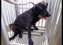 南投縣公立動物收容所,編號:469651, 混種犬          