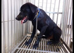 南投縣公立動物收容所,編號:469654, 混種犬          