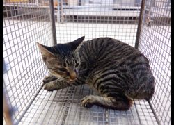 南投縣公立動物收容所,編號:469658, 混種貓                 