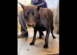 彰化縣流浪狗中途之家臨時收容所,編號:469659, 混種犬          