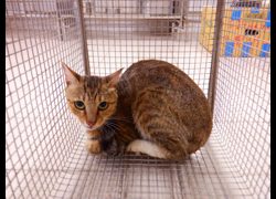 南投縣公立動物收容所,編號:469661, 混種貓                 