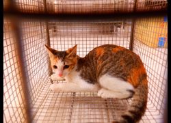 南投縣公立動物收容所,編號:469662, 混種貓                 