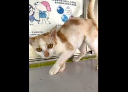 苗栗縣動物保護教育園區,編號:469663, 混種貓                 
