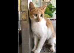 苗栗縣動物保護教育園區,編號:469664, 混種貓                 