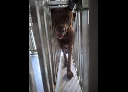 臺南市動物之家善化站,編號:469668, 混種犬          