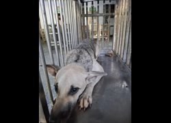 臺南市動物之家善化站,編號:469669, 混種犬          
