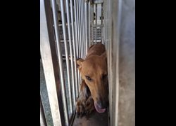臺南市動物之家善化站,編號:469670, 混種犬          