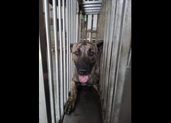 臺南市動物之家善化站,編號:469671, 混種犬          